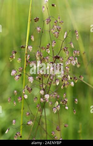 Vacilla erba, Briza media, fioritura in breve downland pascolo, Berkshire, Inghilterra, Regno Unito, Giugno Foto Stock