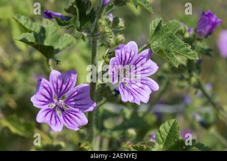 Comune, malva Malva Sylvestris, Deep Purple linee fiori lilla con la visita di insetti, Berkshire, Luglio Foto Stock