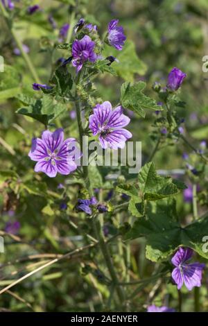 Comune, malva Malva Sylvestris, Deep Purple linee fiori lilla con la visita di insetti, Berkshire, Luglio Foto Stock