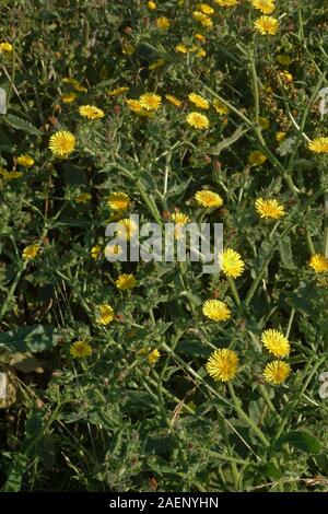 Ispido oxtongue, Helminthotheca echioides, grande fioritura giallo grezzo-lasciava in pianta, Devon, Luglio Foto Stock