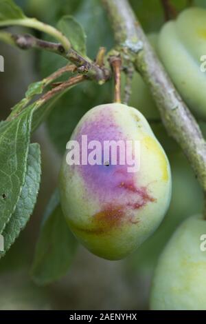 Prugna frutto moth, Grapholita funebrana, caterpillar foro di uscita nella danneggiato prugna maturi frutti, Berkshire, Agosto Foto Stock