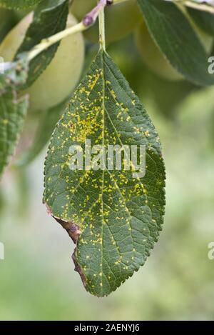 Prugna ruggine, Tranzschelia pruni-spinosae var. scolorire, necrotic spot chiazze di Victoria prugna foglia superficie superiore Foto Stock