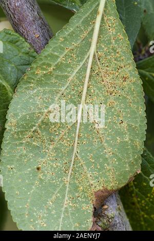 Prugna ruggine, Tranzschelia pruni-spinosae var. scolorire, pustole sul lato inferiore di una Victoria prugna leaf Foto Stock