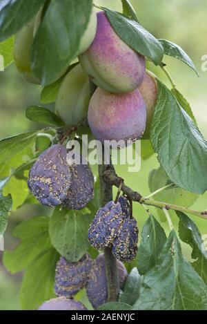 Marciume bruno, Monilinia fructicola, su mature Victoria prugna frutto sulla pianta e alcuni gummosis, Berkshire Foto Stock