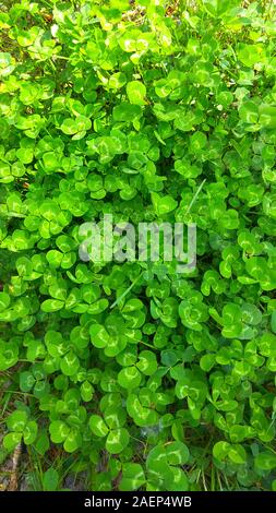 Verde foglie di trifoglio. Naturale sfondo verticale. Vista superiore Foto Stock