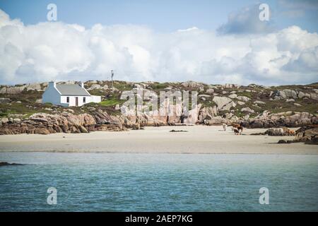 Isola irlandese scena di vacche su una spiaggia sovrastata da un piccolo cottage al largo delle coste del Donegal in Irlanda Foto Stock