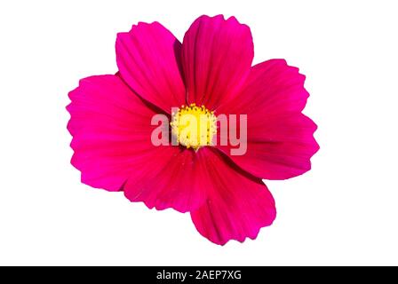 Rosa cosmo fiore con sfondo bianco Foto Stock