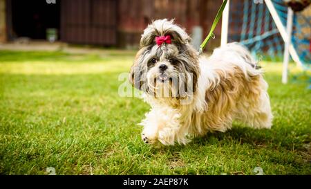 Shih tzu cane con fiocco rosso sulla testa in esecuzione al guinzaglio. Foto Stock