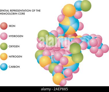 Illustrazione medica di emoglobina core rappresentazione spaziale con molecole di ferro, idrogeno, ossigeno, azoto e carbonio in codificati a colori forme. Illustrazione Vettoriale