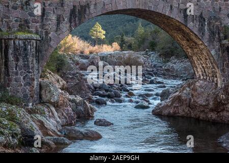 Un Lone Pine visto attraverso l'arco di un ponte di pietra sul fiume di fango a Manso in Corsica come cascades su grossi massi Foto Stock