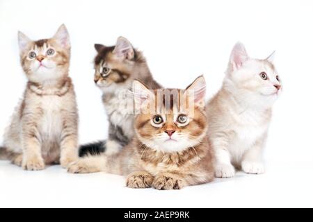 Vista frontale dei quattro gattini dolce con diversi colori di pelliccia. Isolato da vicino di soffici baby gatti con zampe adorabile che posano su bianco di sfondo per studio. Concetto di animali domestici, animali. Foto Stock