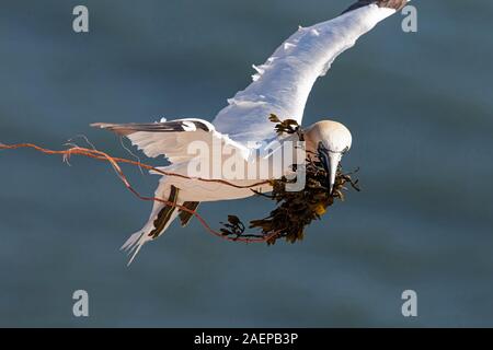 Northern Gannet trasportare parti della rete da pesca Foto Stock