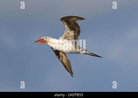 Northern Gannet trasportare parti della rete da pesca Foto Stock