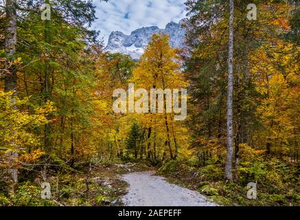 Pacifico Alpi autunno mountain forest view. Vicino Gosauseen o Vorderer lago Gosausee, Austria superiore. Vertice del Dachstein e il ghiacciaio nel lontano. Foto Stock
