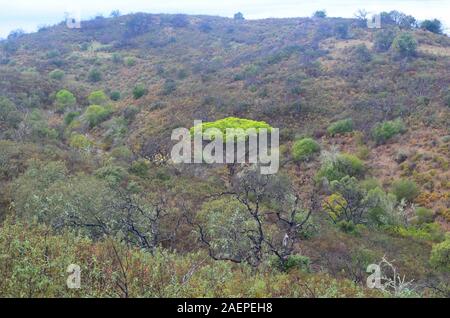 Boschi mediterranei in recupero dopo un incendio di foresta, Algarve, Portogallo meridionale Foto Stock