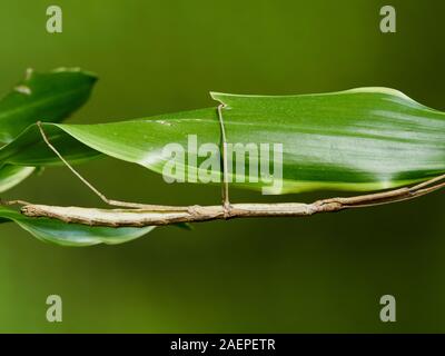 Una ripresa macro di un bastone di insetto (Carausius morosus) fotografati contro uno sfondo verde in un set di studio. Foto Stock