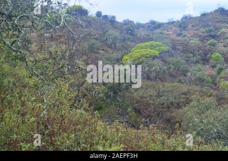 Boschi mediterranei in recupero dopo un incendio di foresta, Algarve, Portogallo meridionale Foto Stock