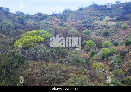 Boschi mediterranei in recupero dopo un incendio di foresta, Algarve, Portogallo meridionale Foto Stock