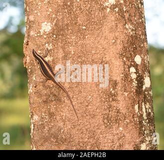 Una pista africana a strisce (Trachylepis striata) sale su un albero. Parco Nazionale di Arusha. Arusha, Tanzania. Foto Stock