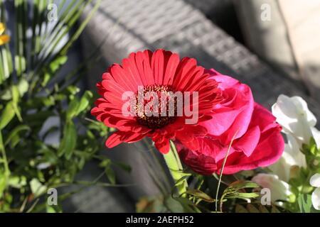 Bouquet di rose rosa, rosso gerbera e piccoli fiori bianchi. Vivace e colorato e fiori romantici sono perfetti per eventi come il giorno di San Valentino Foto Stock