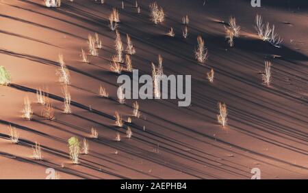 la formazione di alberi di tamarisco di pelle bianca nel deserto di dasht e lut con lunghe ombre all'alba Foto Stock