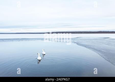 Un paio di cigni (Cygnus olor) su un parzialmente lago ghiacciato di sunrise. Tartu, Estonia. Foto Stock