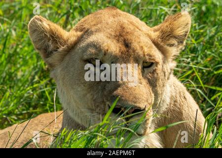 Ritratto ravvicinato di una bella leonessa che si nasconde in erba nel Parco Nazionale Serengeti nella Tanzania settentrionale. (Nome scientifico: Panthera Leo) Foto Stock