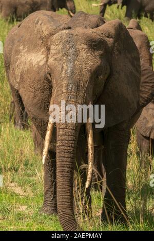 Ritratto ravvicinato di un elefante visto durante il safari nel Parco Nazionale di Tarangire, Tanzania. (Nome scientifico: Loxodonta) Foto Stock