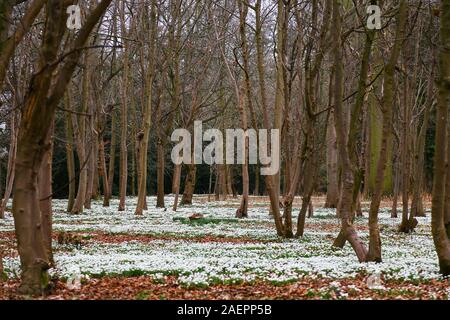Snowdrops comune (Galanthus nivalis) tra gli alberi al Attingham Park, Shropshire, Inghilterra, Regno Unito Foto Stock