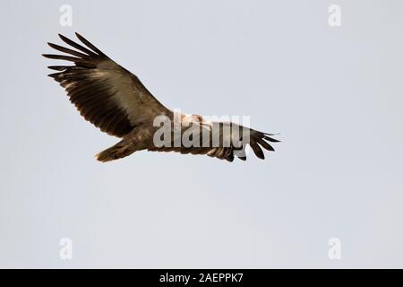 Immaturo Palm-dado Vulture (Gypohierax angolensis) in volo Foto Stock