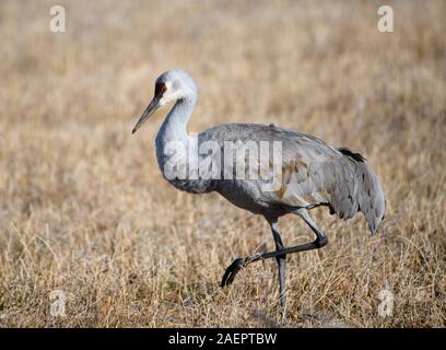 Sandhill gru a piedi attraverso un asciutto erba prato Foto Stock