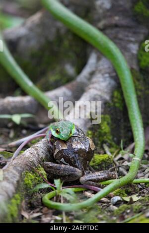 Un pappagallo verde serpente (Leptophis ahaetulla) è un gulping Treefrog venato (Trachycephalus venulosus) Foto Stock