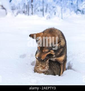 Gatto e cane sono i migliori amici. Di cane e di gatto giocare insieme all'aperto sulla neve in inverno. Il cane abbracciando il gatto Foto Stock