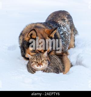 Gatto e cane sono i migliori amici. Di cane e di gatto giocare insieme all'aperto sulla neve in inverno. Il cane abbracciando il gatto Foto Stock