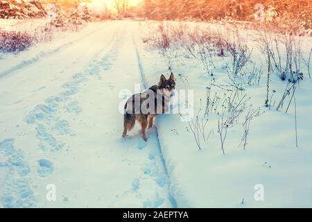 Lupo cane ibrido passeggiate in campagna in inverno nevoso. Il cane rimane all'aperto sulla strada del paese ricoperta di neve Foto Stock