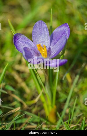 Frühlings-Krokus, Frühlings-Safran (crocus vernus subsp. albiflorus) Crocus • Bayern, Deutschland Foto Stock