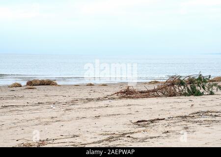 Sradicati pino e detriti sul Lago Michigan beach Foto Stock