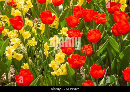 Blumenbeet di Lauingen • Bayern, Deutschland Foto Stock