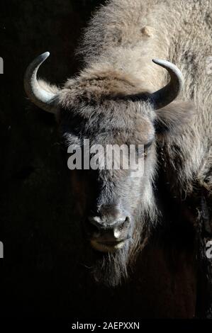 Ritratto di bisonte europeo, Bison bonasus, aka Wisent, Zubr o legno europea Bison Foto Stock