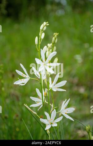 Traubige Graslilie (Anthericum liliago) San Bernardo lily • Baden-Württemberg, Deutschland Foto Stock