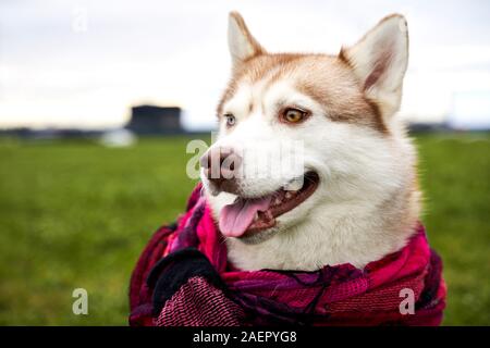 Profilo con husky color rosso con occhi colorati Foto Stock