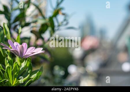 Fiori sul balcone di Francoforte con skyline sfocato in background Foto Stock