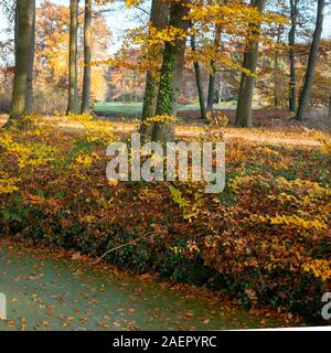 Foglie di autunno e di lenticchie d'acqua sulla fossa nella foresta di caduta nei pressi di Utrecht nei Paesi Bassi Foto Stock