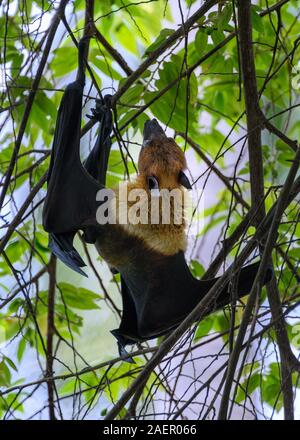 Frutto Bat, Vilamendhoo, Maldive Foto Stock