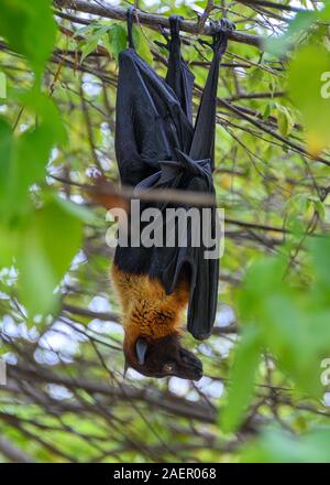 Frutto Bat, Vilamendhoo, Maldive Foto Stock