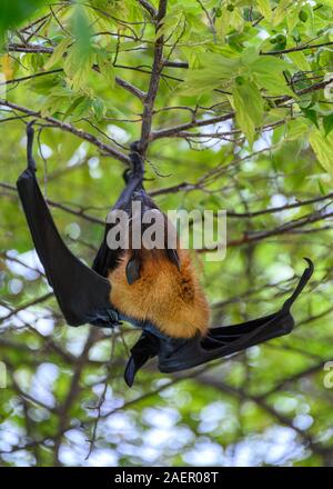 Frutto Bat, Vilamendhoo, Maldive Foto Stock