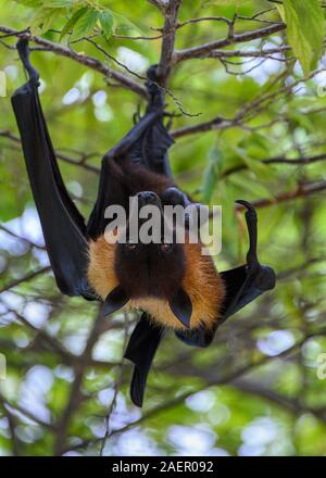 Frutto Bat, Vilamendhoo, Maldive Foto Stock