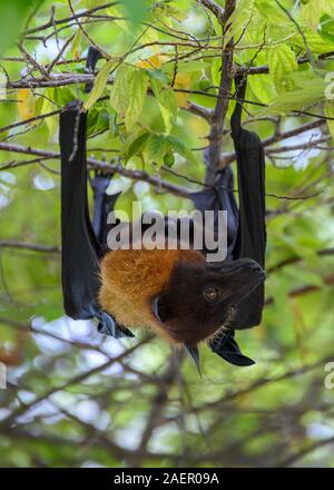 Frutto Bat, Vilamendhoo, Maldive Foto Stock