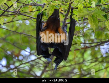 Frutto Bat, Vilamendhoo, Maldive Foto Stock