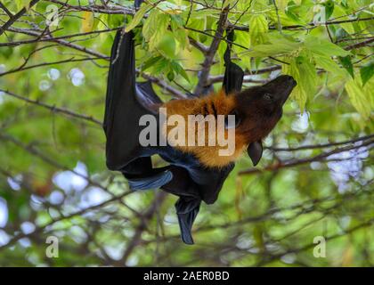 Frutto Bat, Vilamendhoo, Maldive Foto Stock